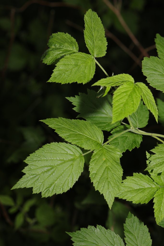 Raspberry, Rubus idaeus, Rivington, Lancashire, England, 2024-06-01