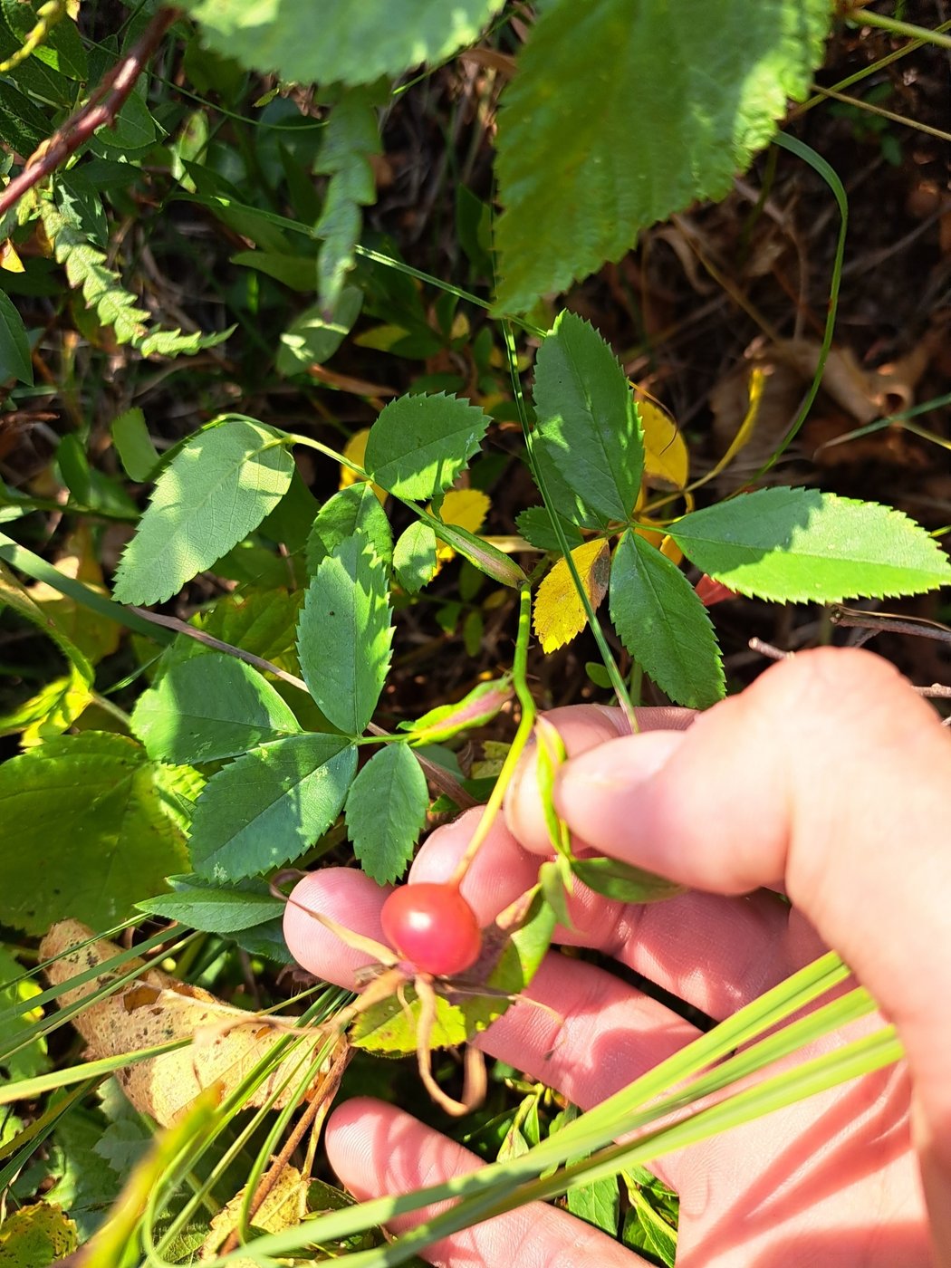 Wild rose, Rosa blanda, Solon Springs, WI, US, 2022-09-08