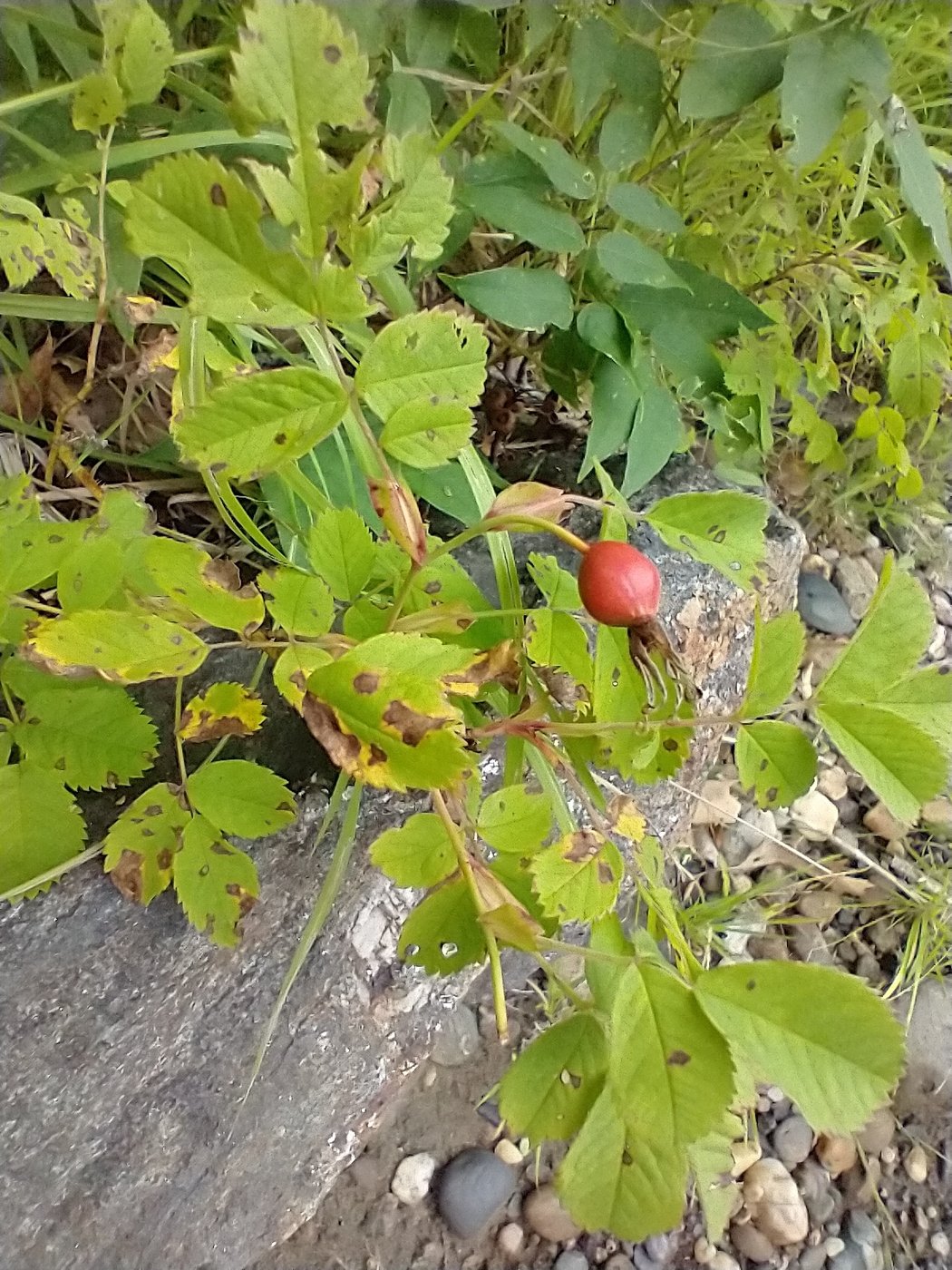 Wild rose, Rosa blanda, Windsor County, VT, US, 2026-08-17