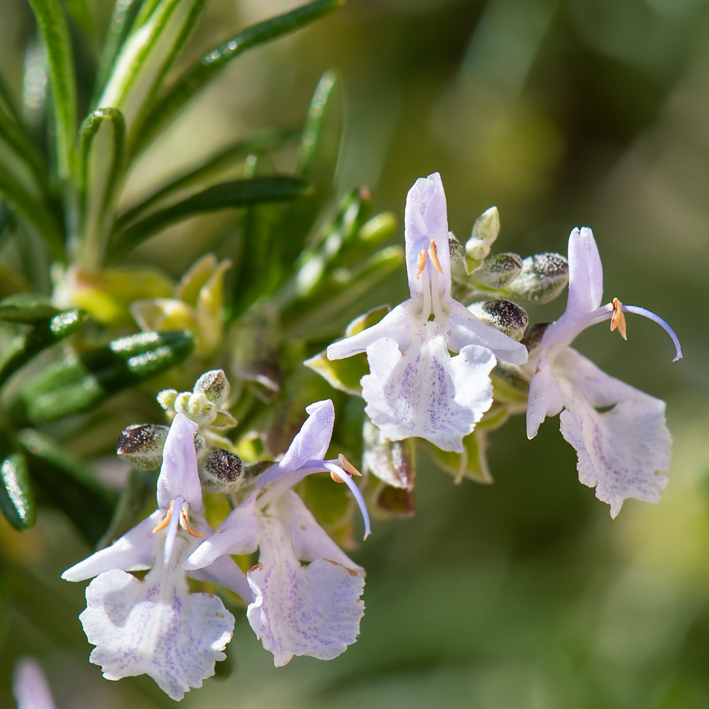 Rosemary, Salvia rosmarinus, Greece, 2022-02-12