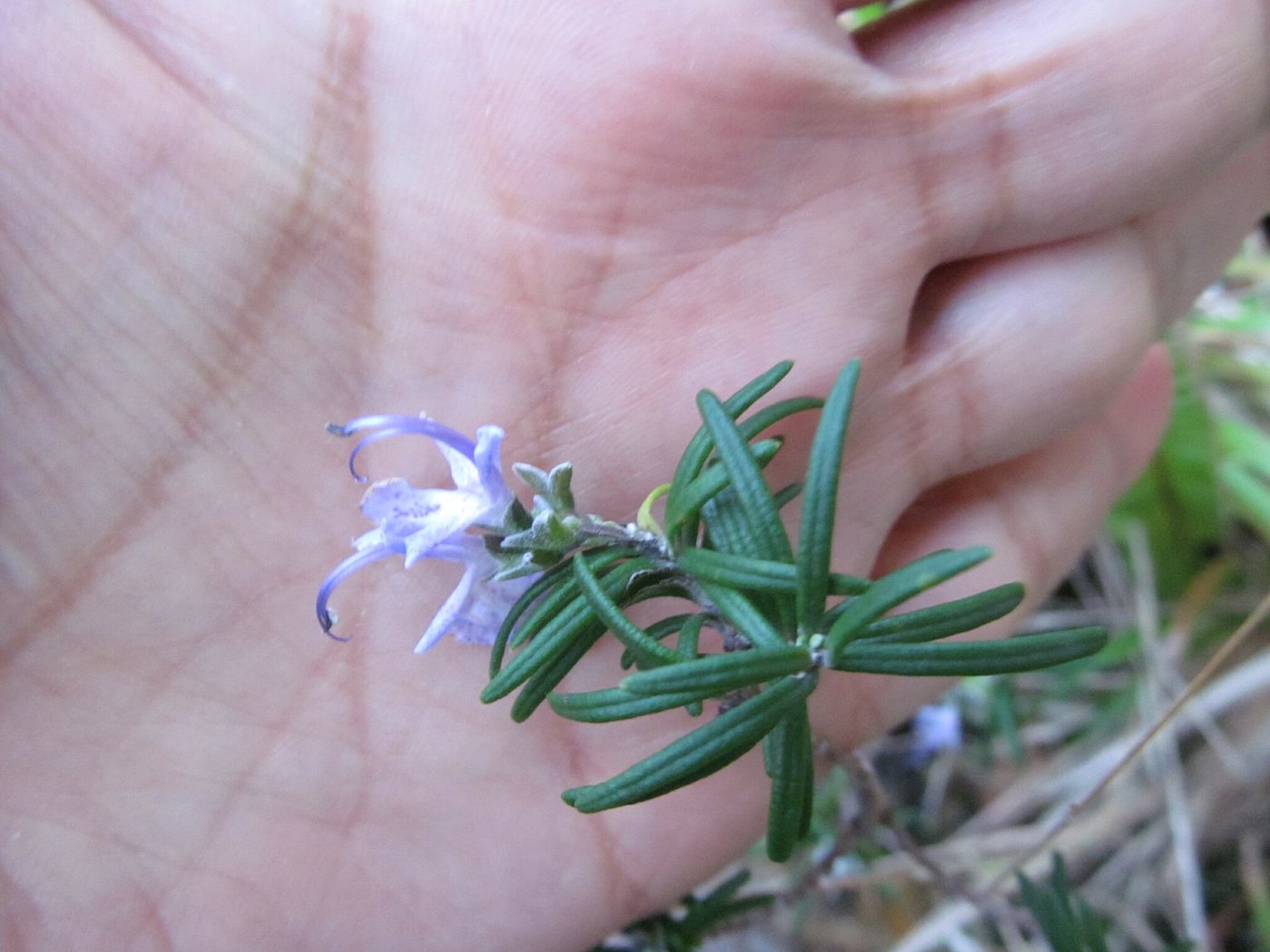 Rosemary, Salvia rosmarinus, Coimbra, Portugal, 2025-02-01