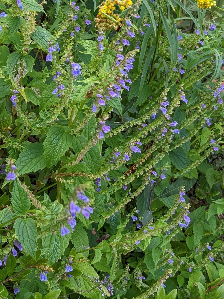 Skullcap, Scutellaria lateriflora, Errol, New Hampshire, US, 2022-08-25