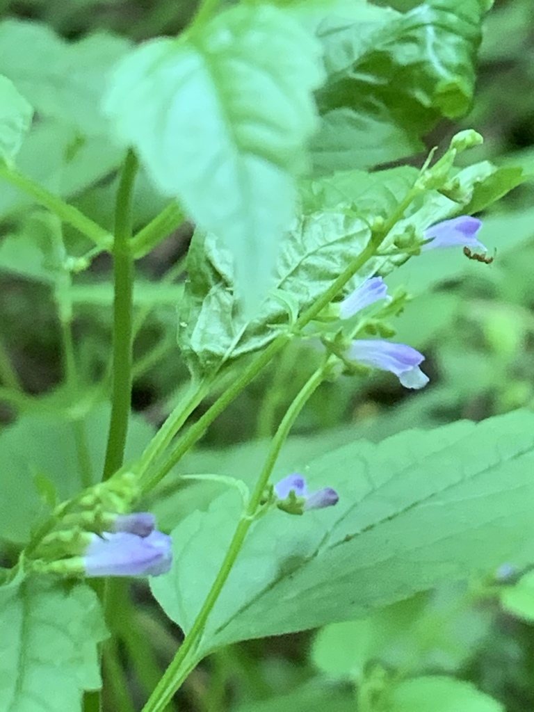 Skullcap, Scutellaria lateriflora, Bedford, New York, US, 2020-07-25