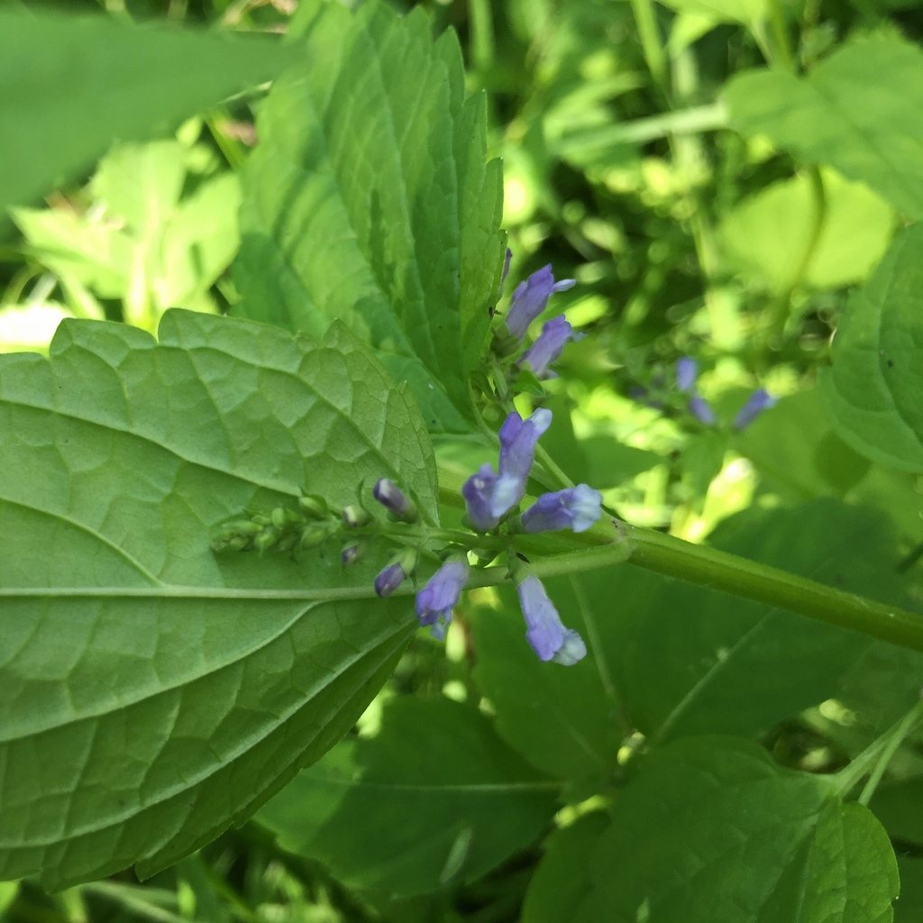 Skullcap, Scutellaria lateriflora, Birds Hill Provincial Park, Manitoba, Canada, 2017-07-16
