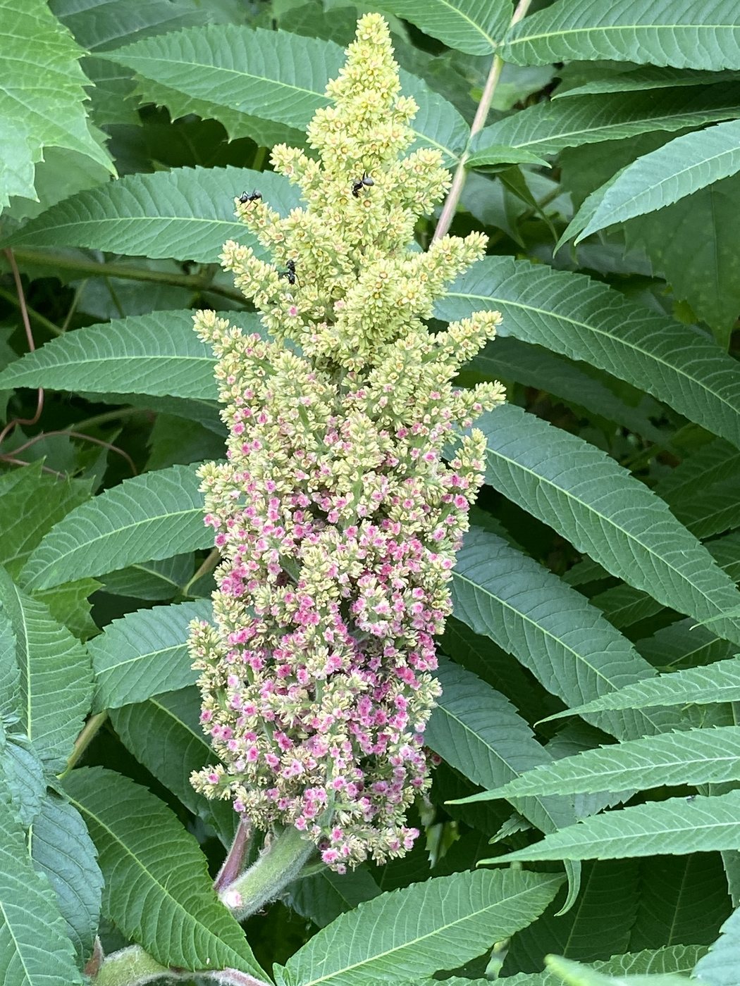 Staghorn sumac, Rhus typhina, Rochester, NY, US, 2025-06-25