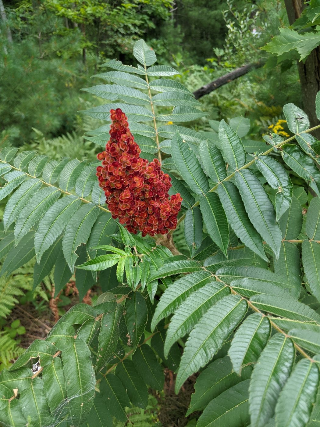 Staghorn sumac, Rhus typhina, Alabaster Township, MI, US, 2021-08-13