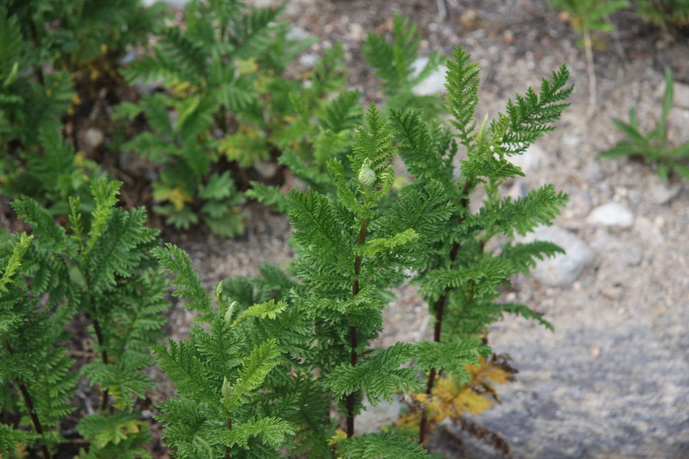 Tansy, Tanacetum vulgare, Clear Creek County, CO, US, 2022-08-04