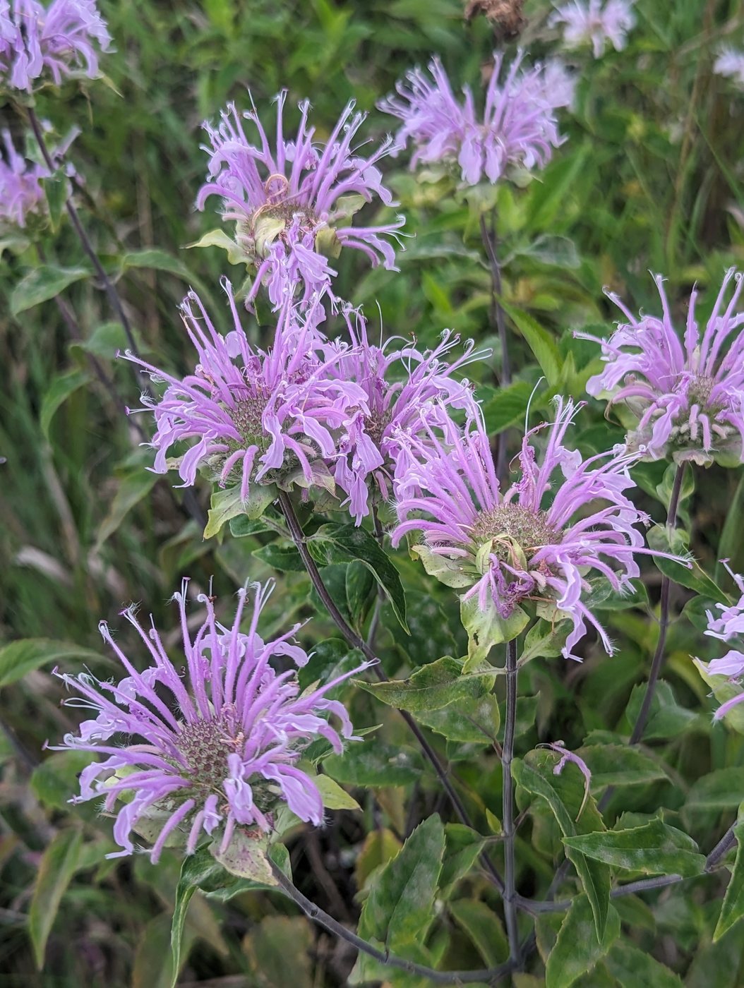 Wild bergamot, Monarda fistulosa, Centre Hall, PA, US, 2023-08-05