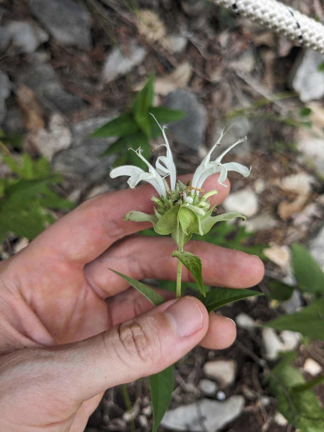 Wild bergamot, Monarda fistulosa, Ewing, VA, US, 2024-06-18