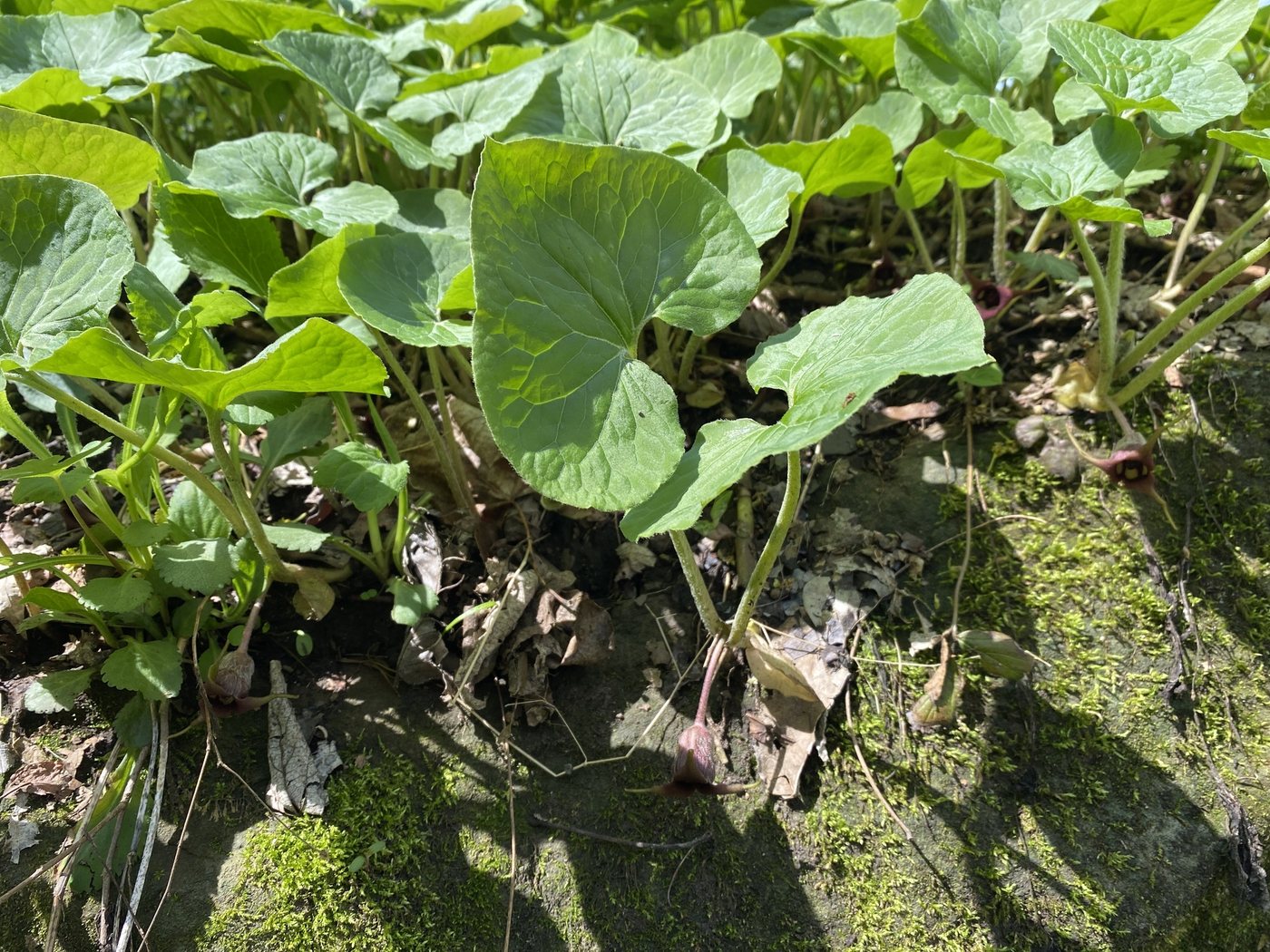 Wild ginger, Asarum canadense, Plum, PA, US, 2024-04-14