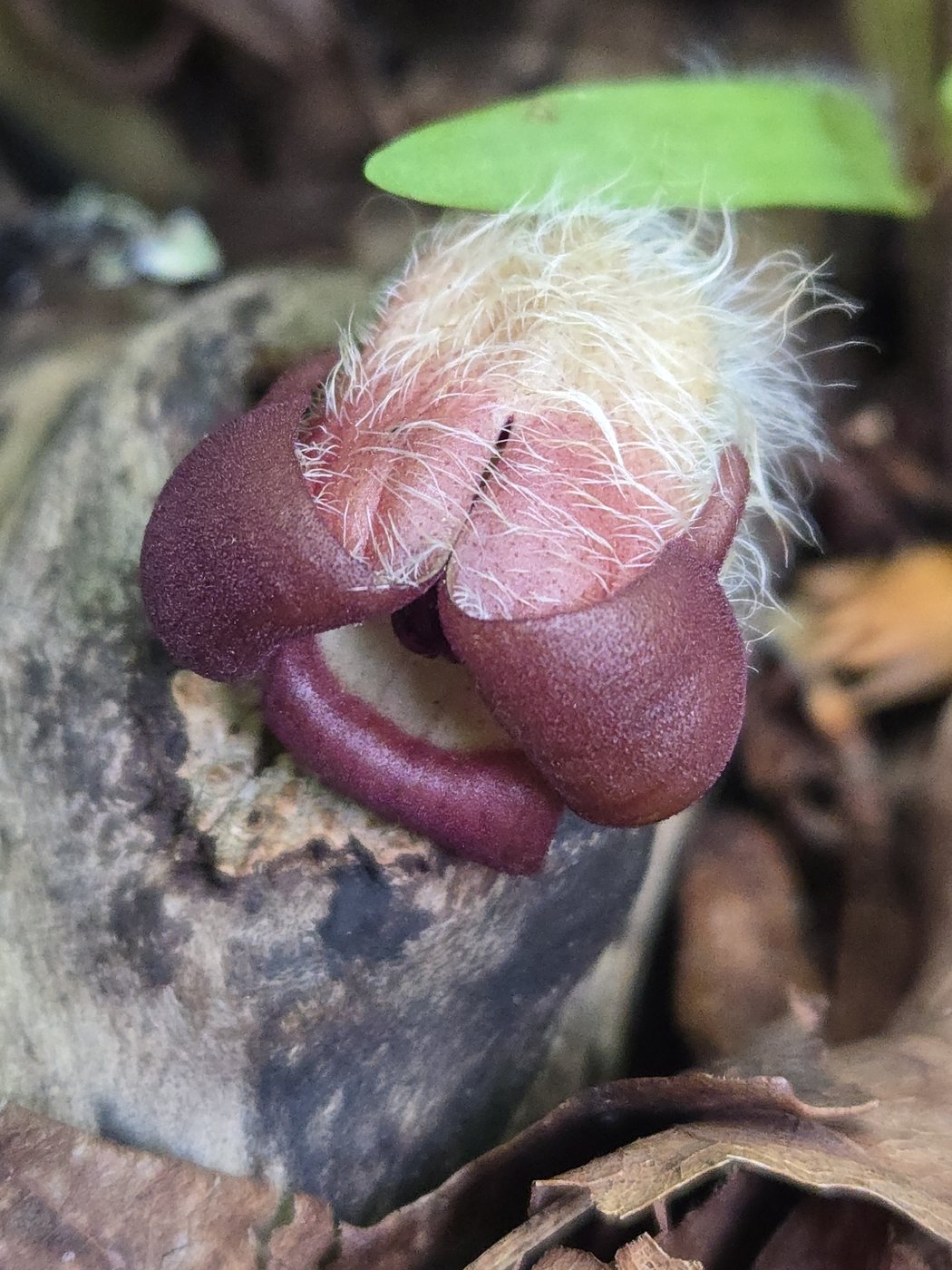 Wild ginger, Asarum canadense, Ossining, NY, US, 2026-05-02