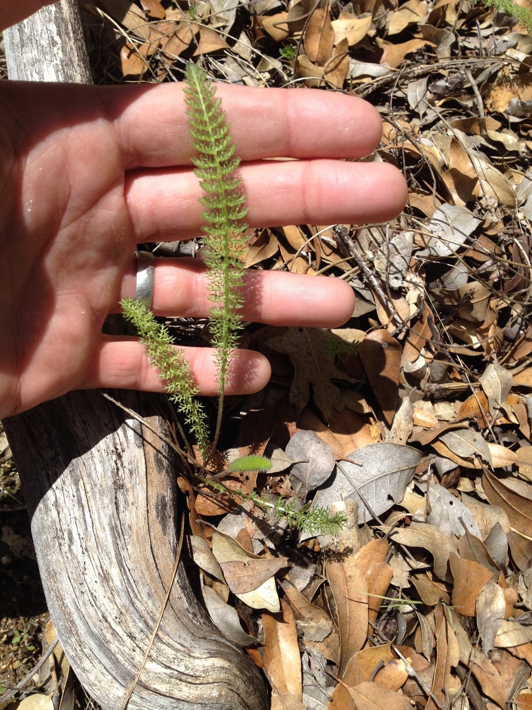 Yarrow, Achillea millefolium, Somerset, California, US, 2014-03-30