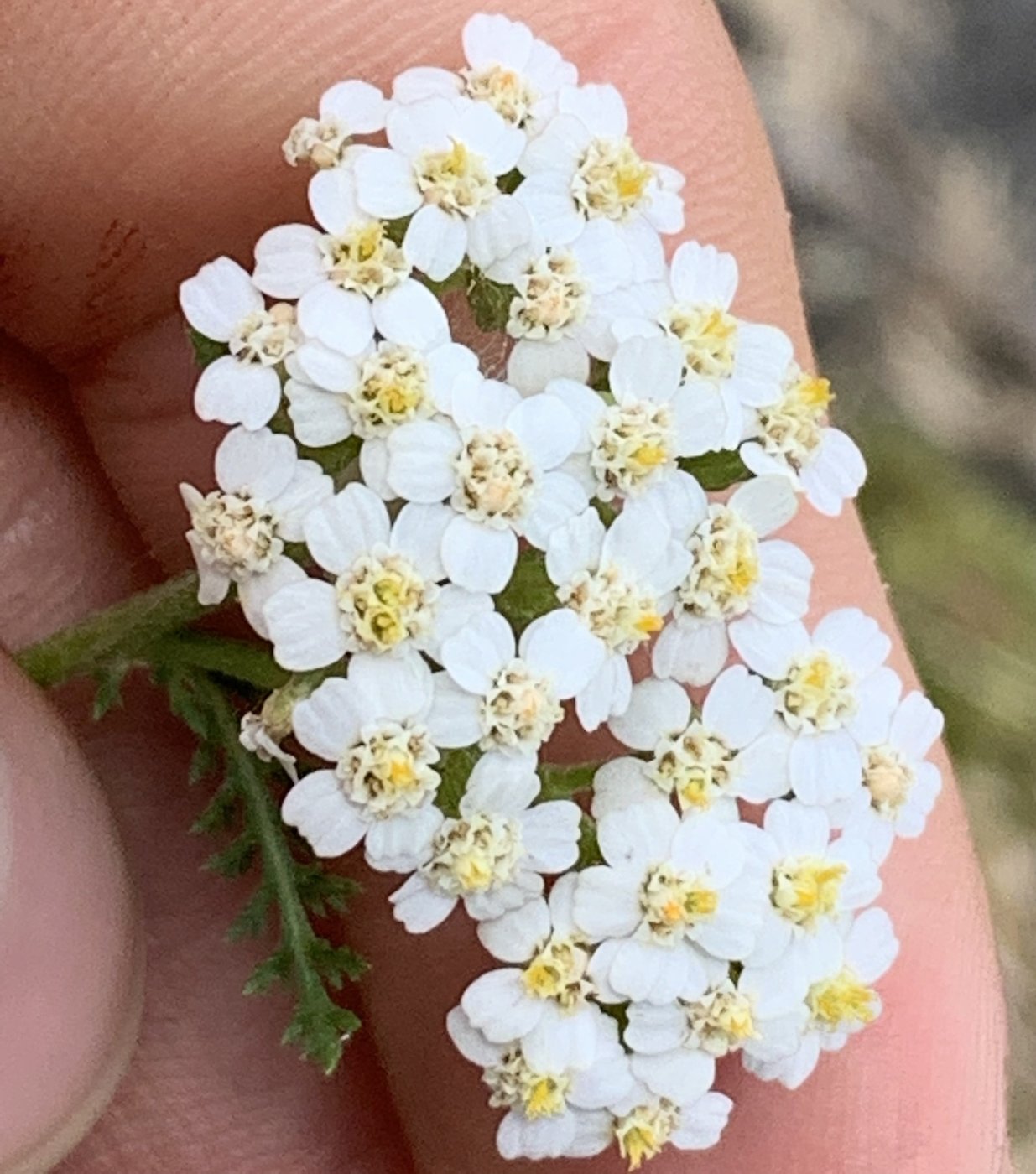 Yarrow, Achillea millefolium, Sautee, GA, US, 2021-07-17
