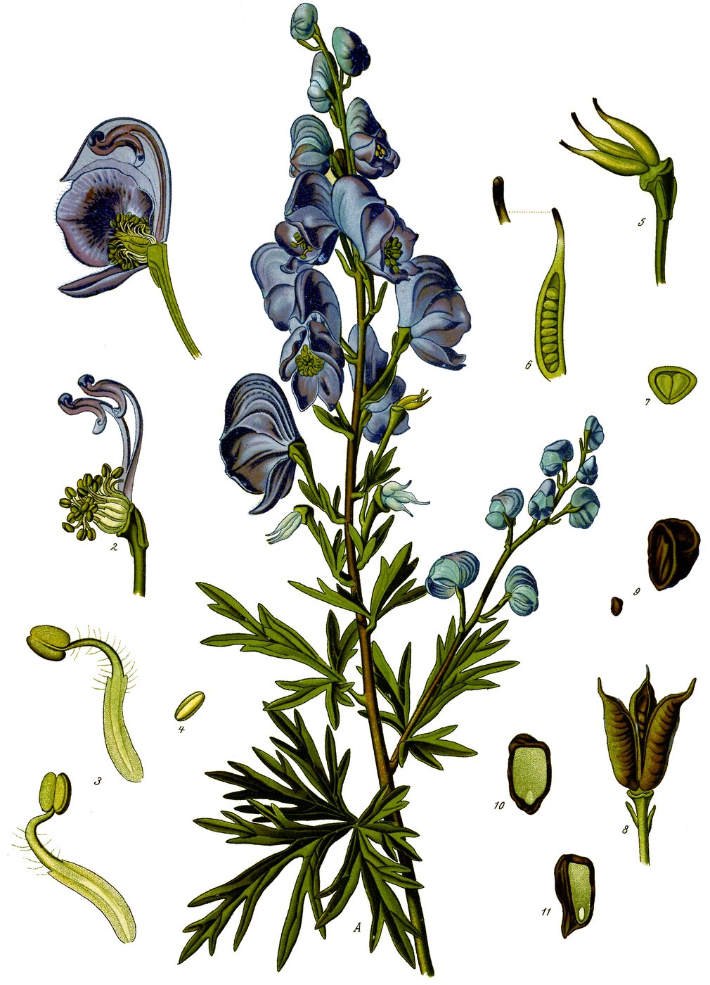 Aconite