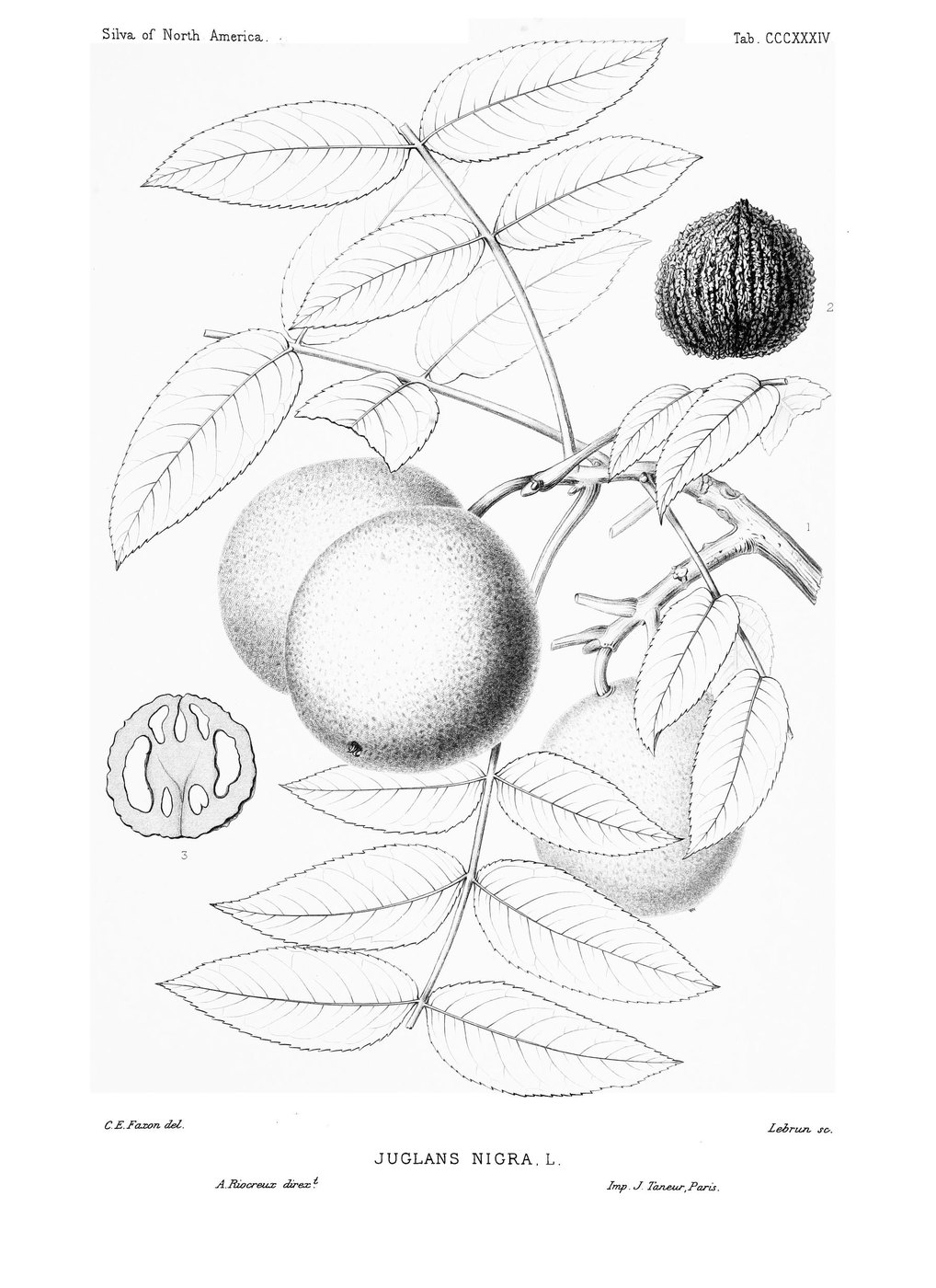 Black walnut