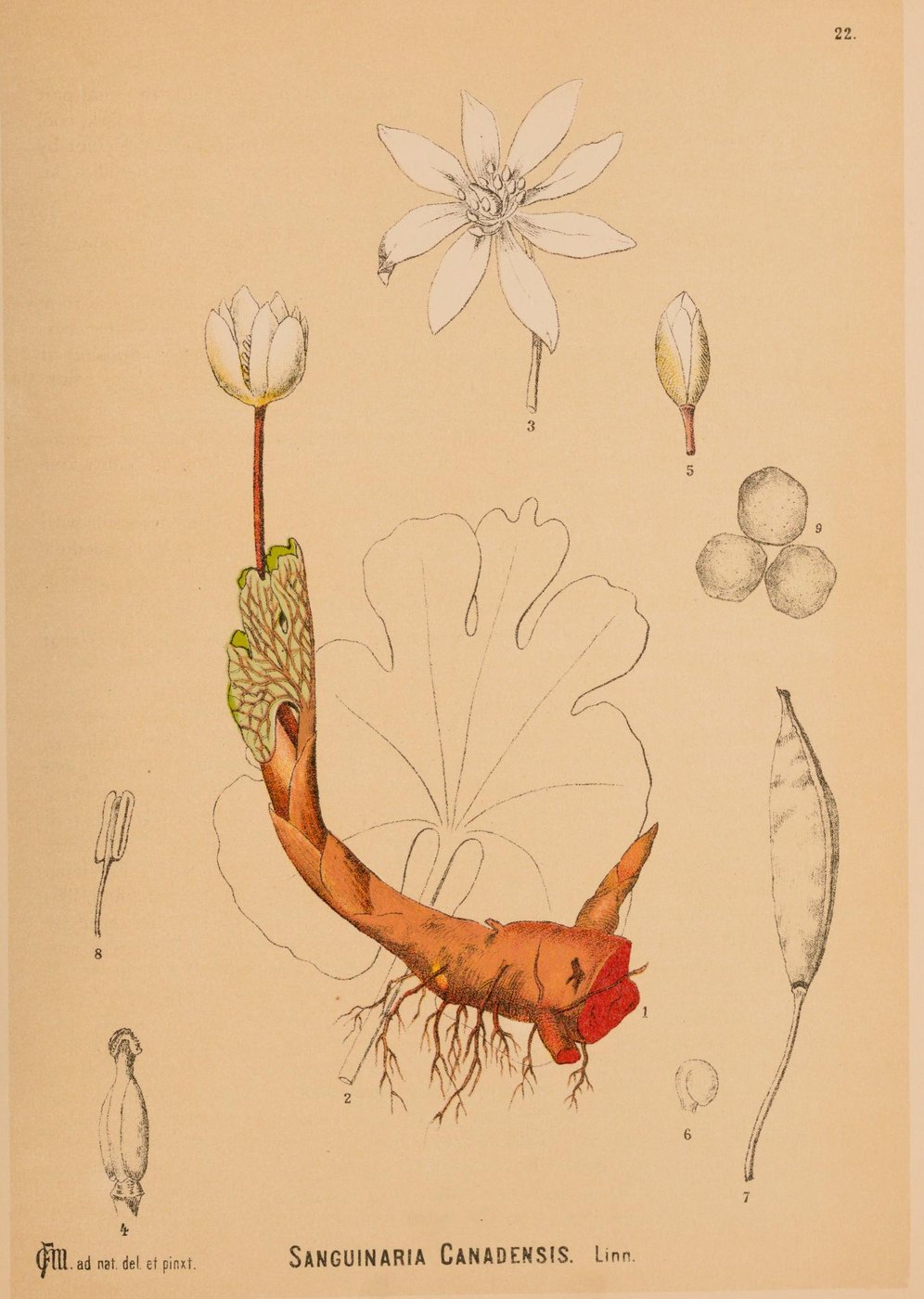 Bloodroot