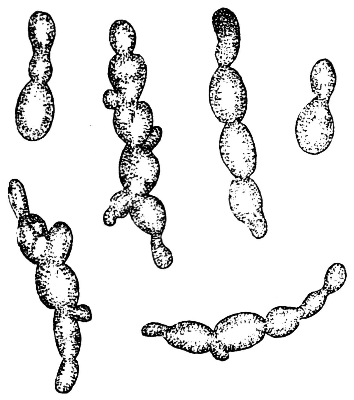 Brewer’s yeast
