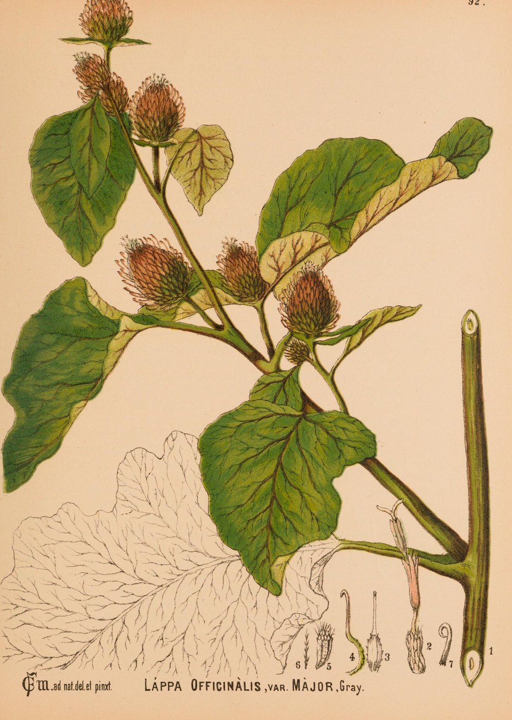 Burdock