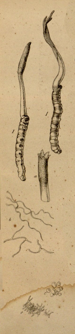 Caterpillar fungus