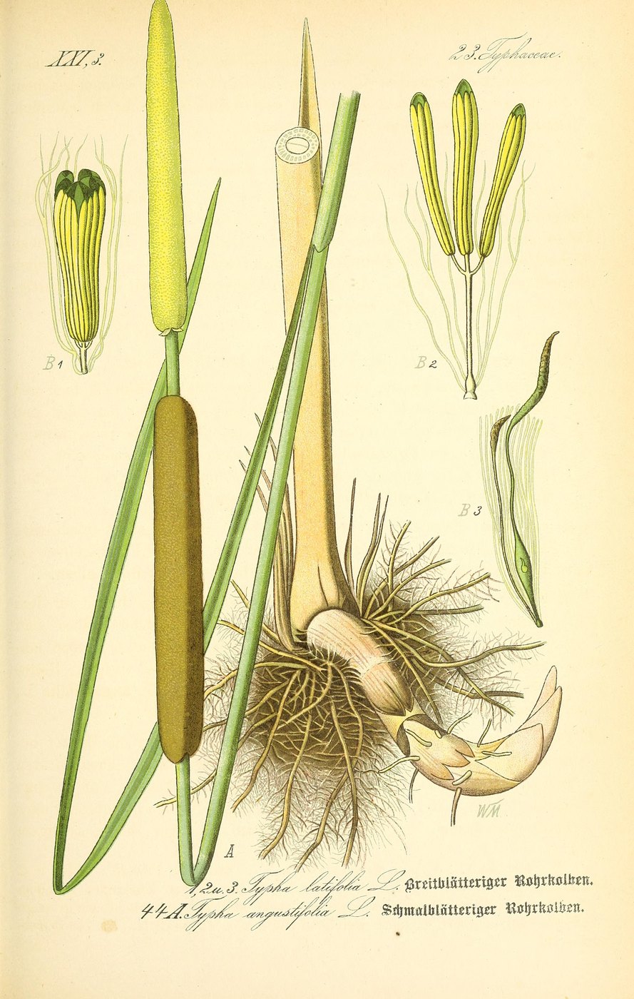 Cattail
