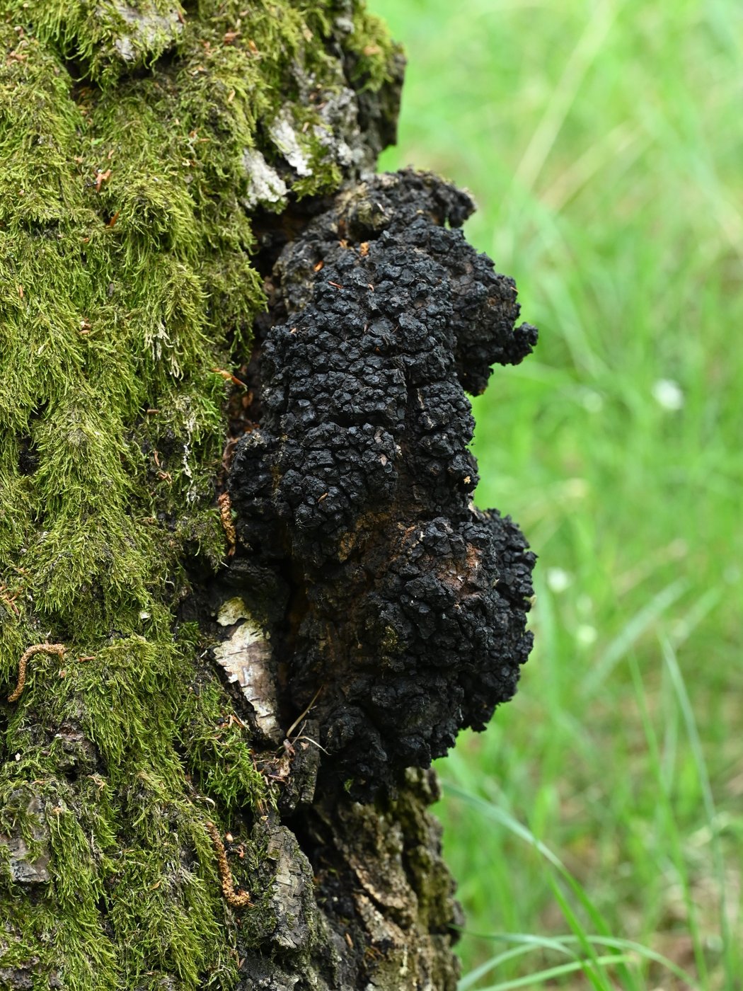 Chaga