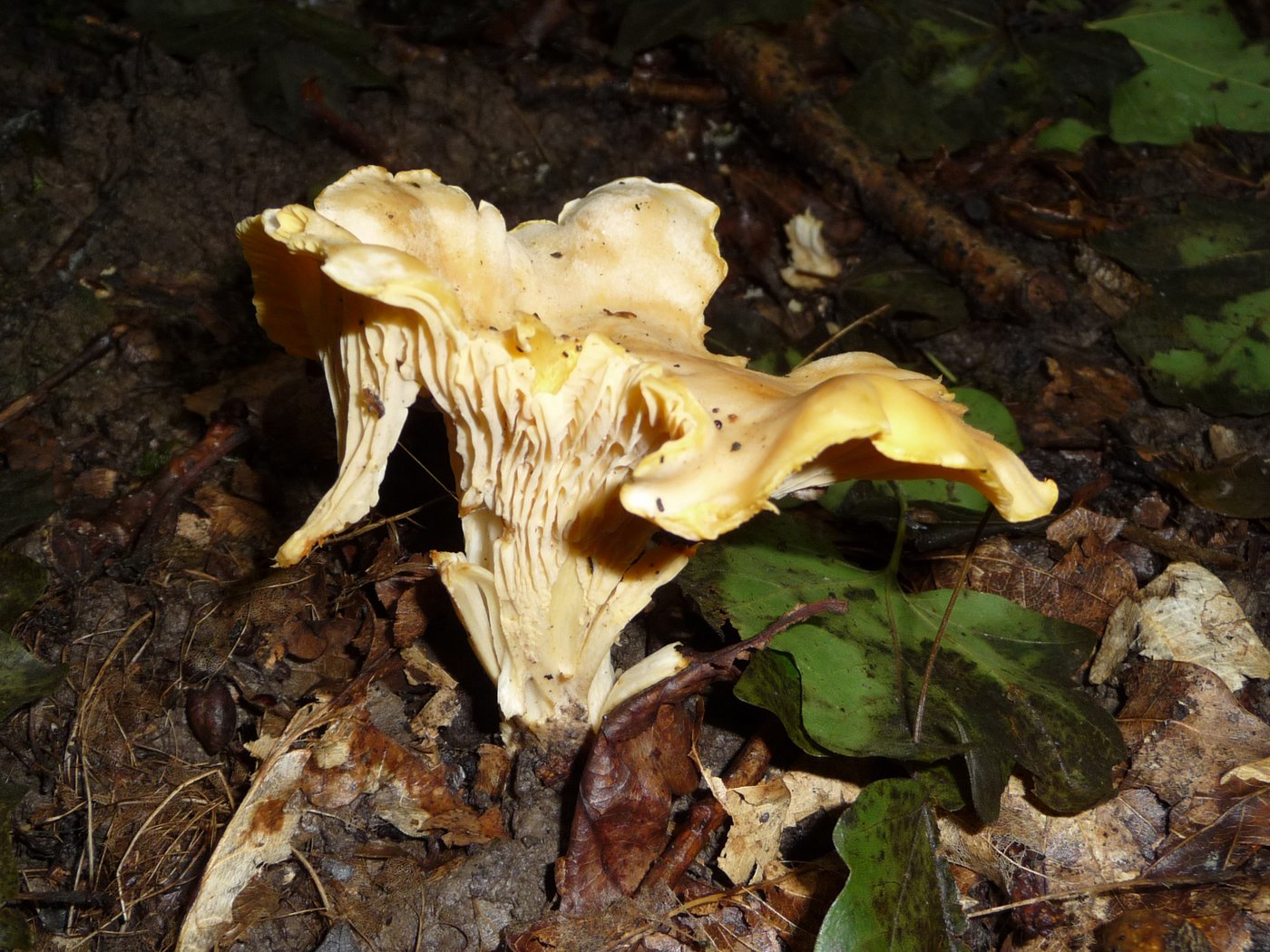Chanterelle