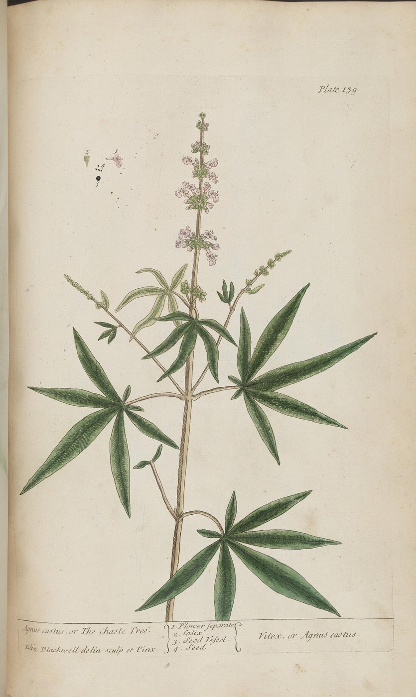 Chaste tree (Vitex agnus-castus), plate: Agnus castus, or the chaste tree