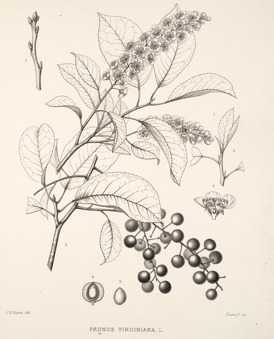 Chokecherry