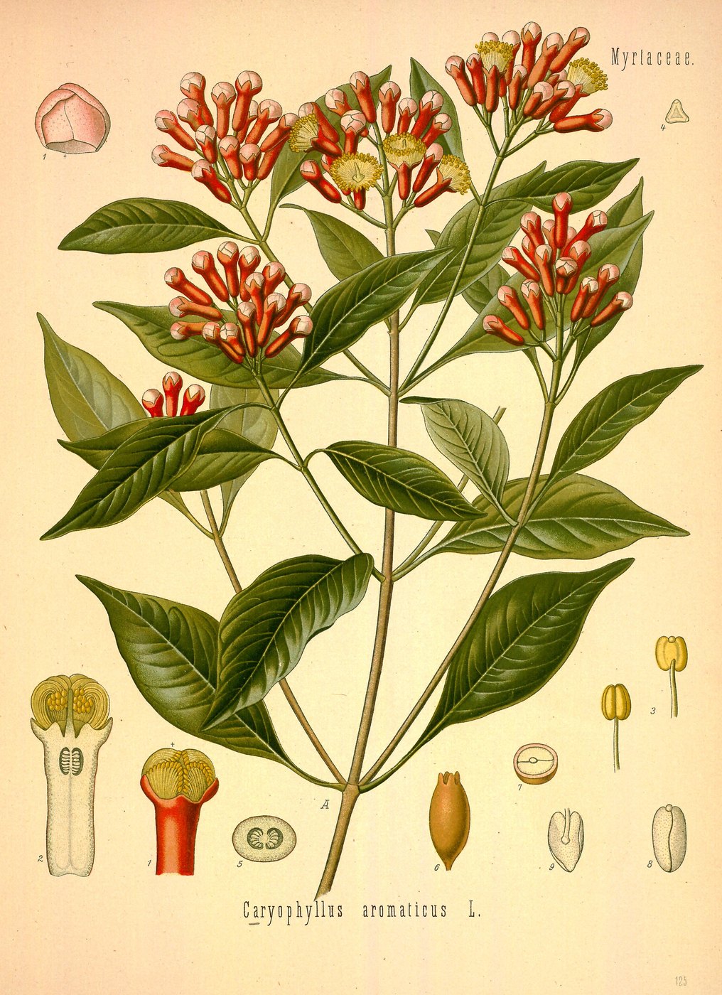 Clove