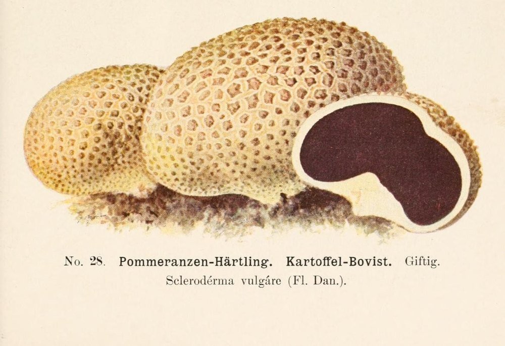 Common earthball