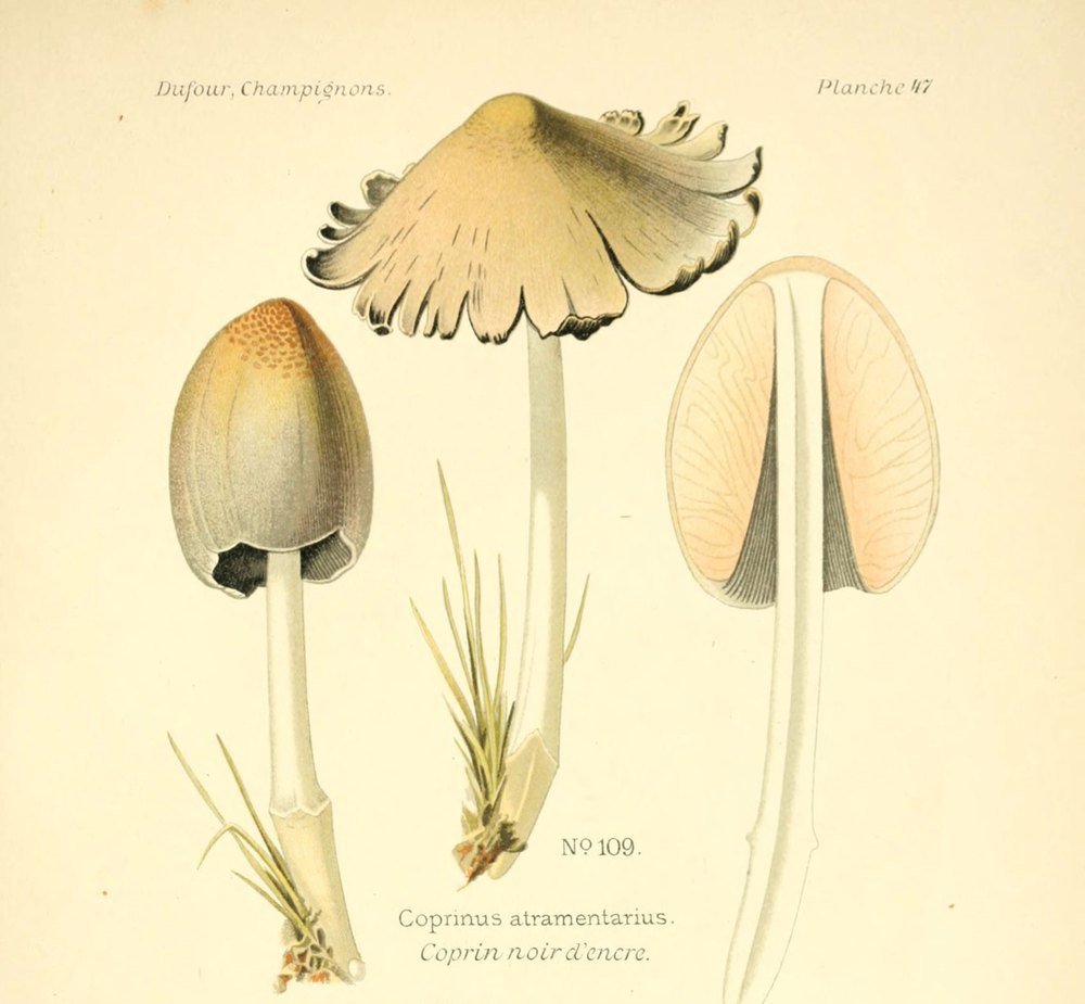 Common ink cap