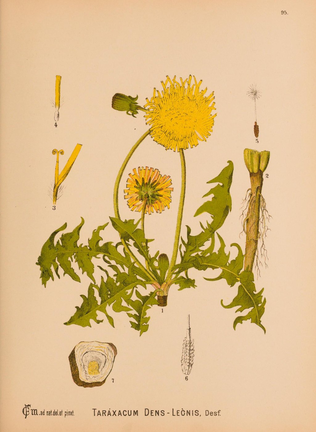 Dandelion