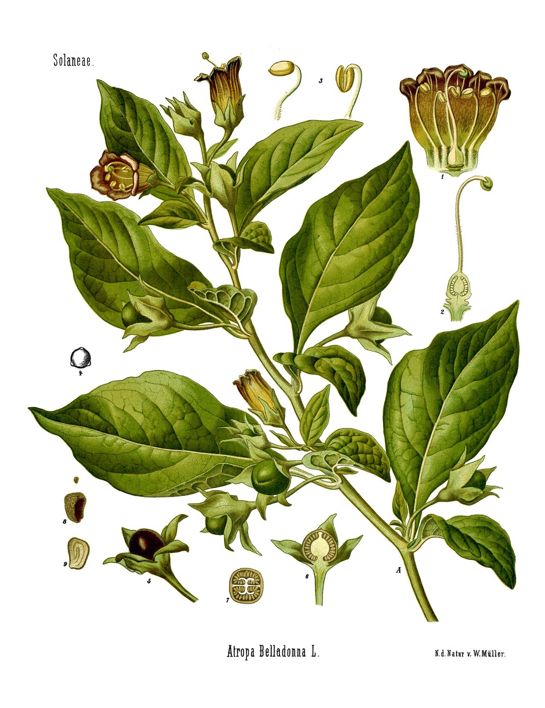 Deadly nightshade