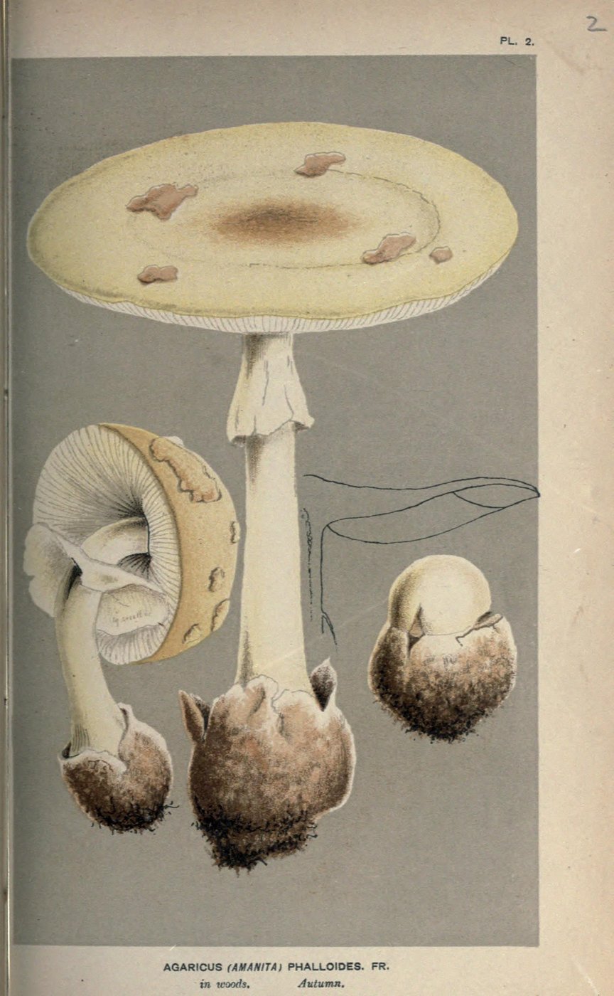 Death cap