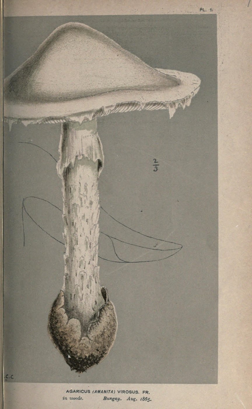 Destroying angel