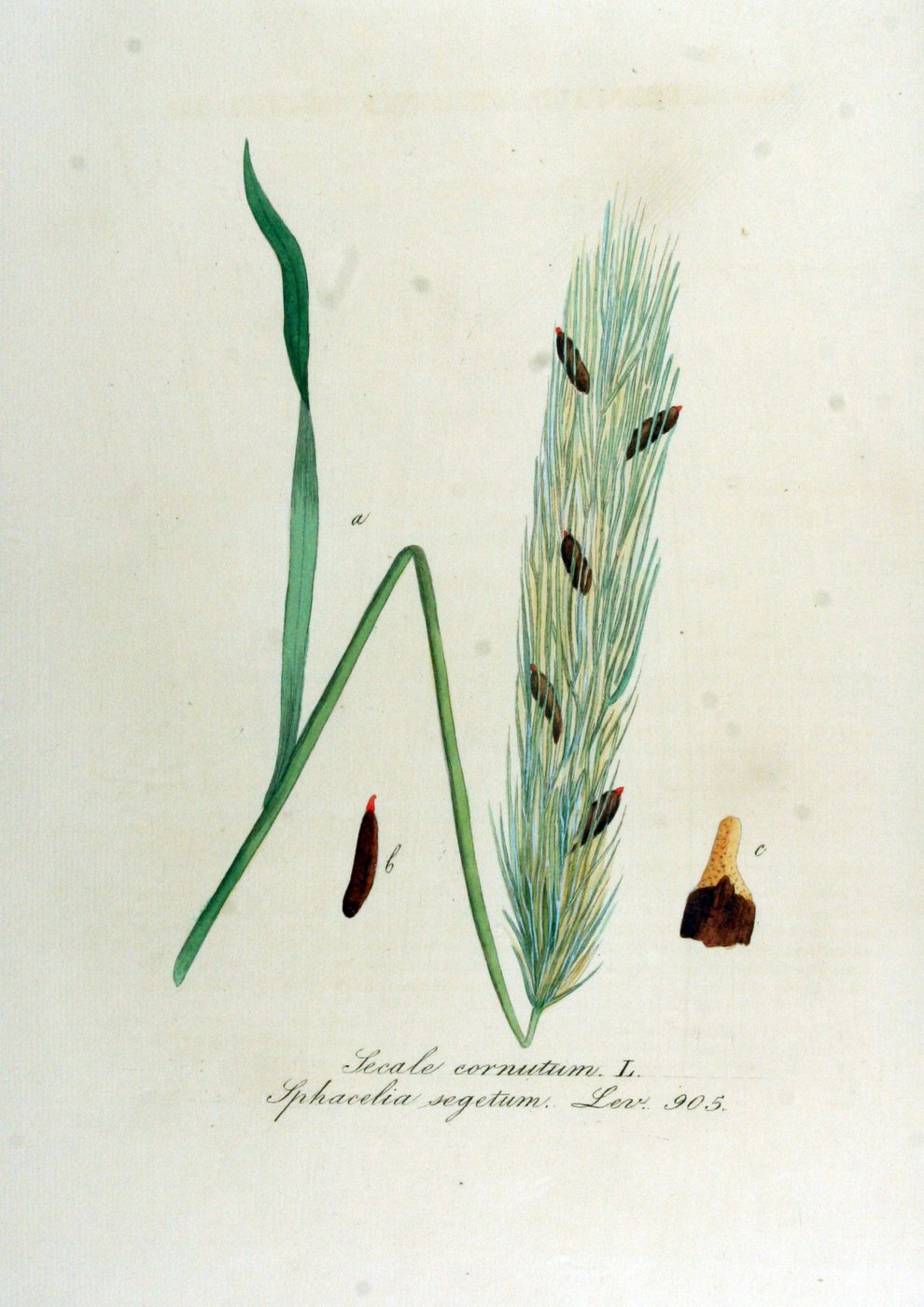 Ergot