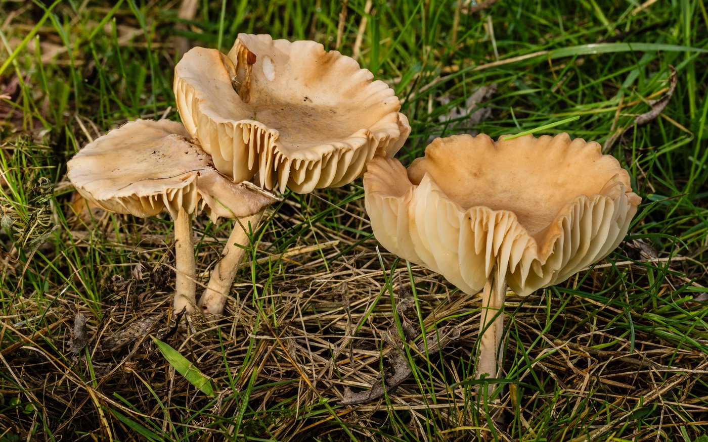 Fairy ring champignon