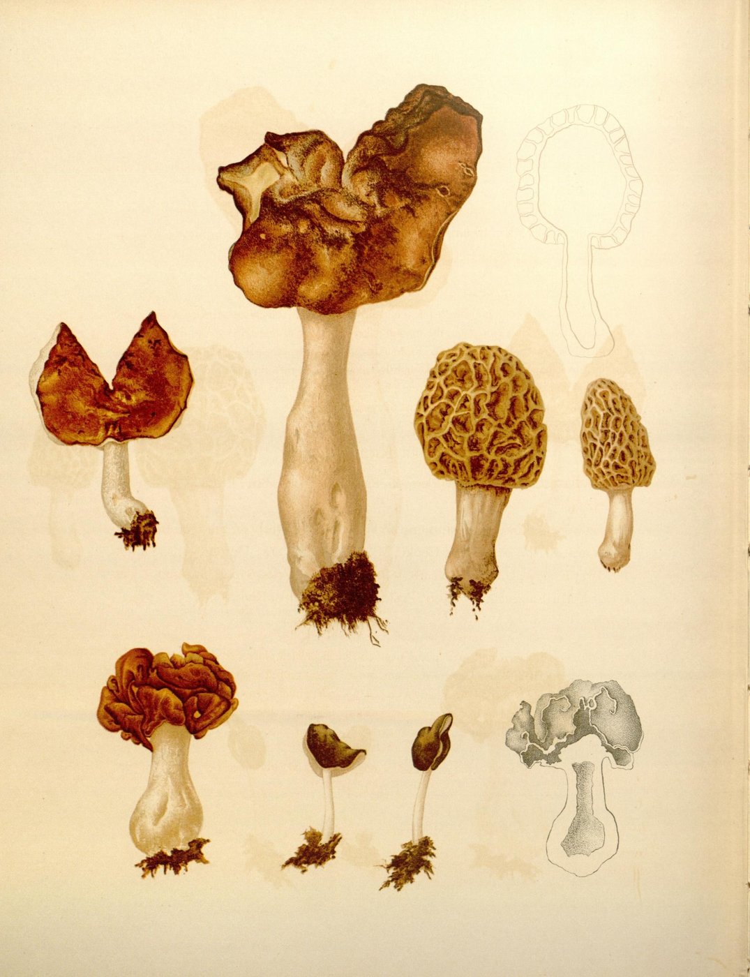 False morel