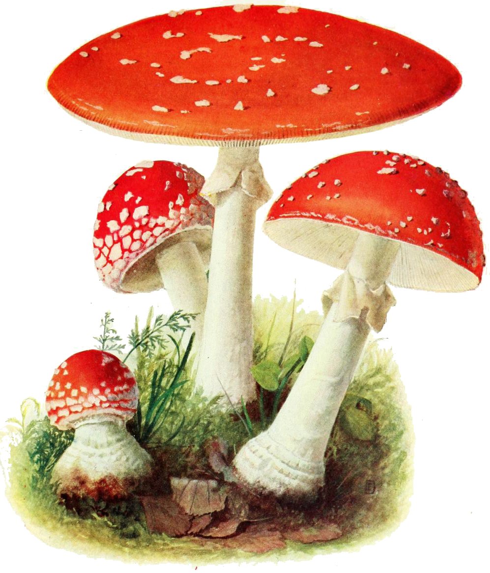 Fly agaric