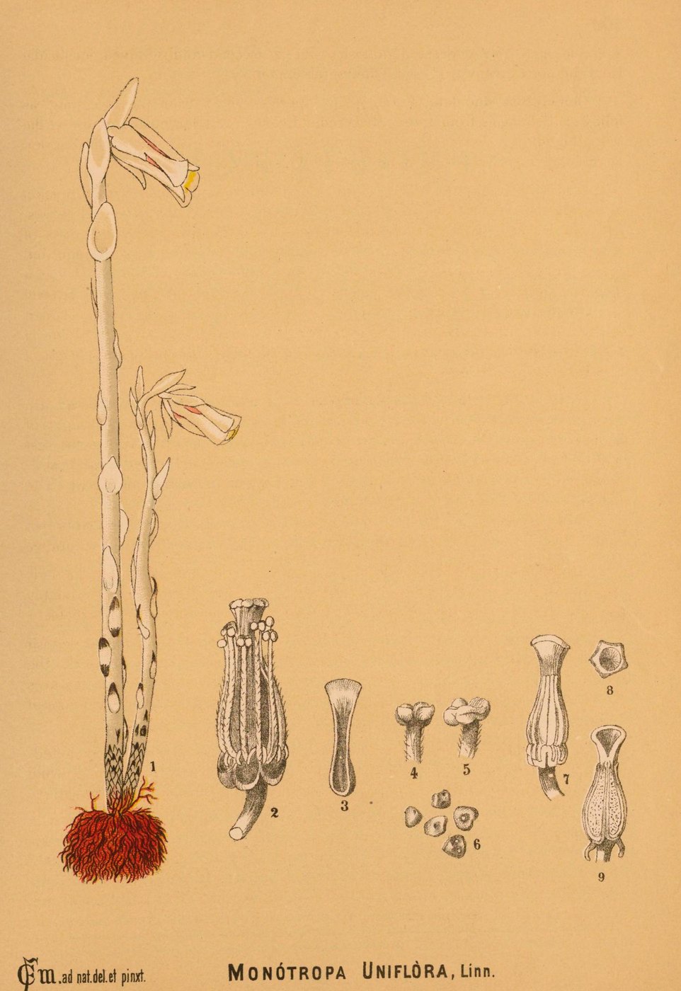 Ghost pipe