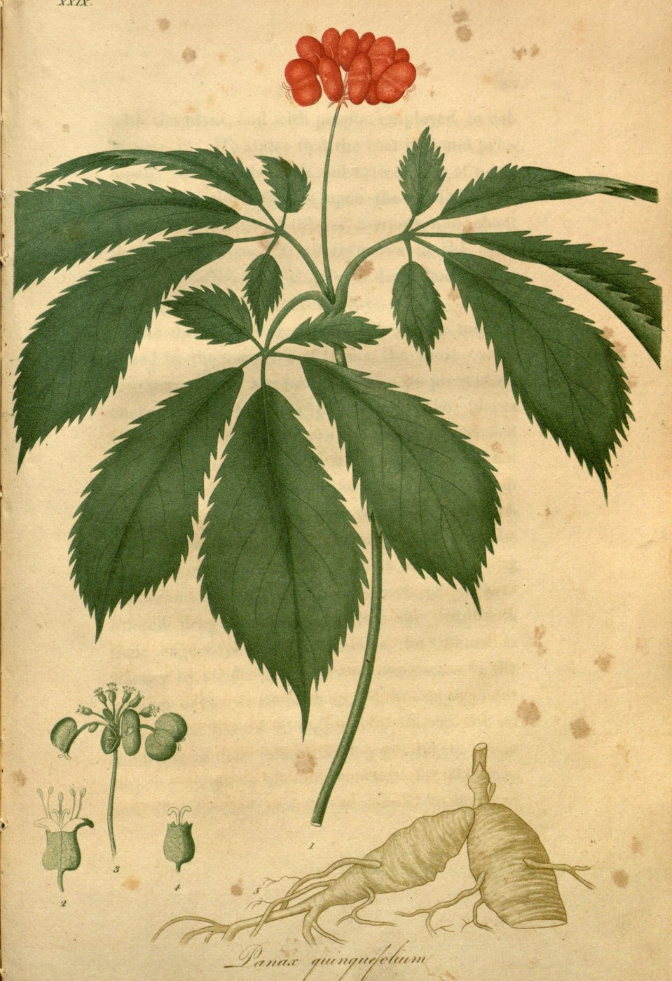 Ginseng