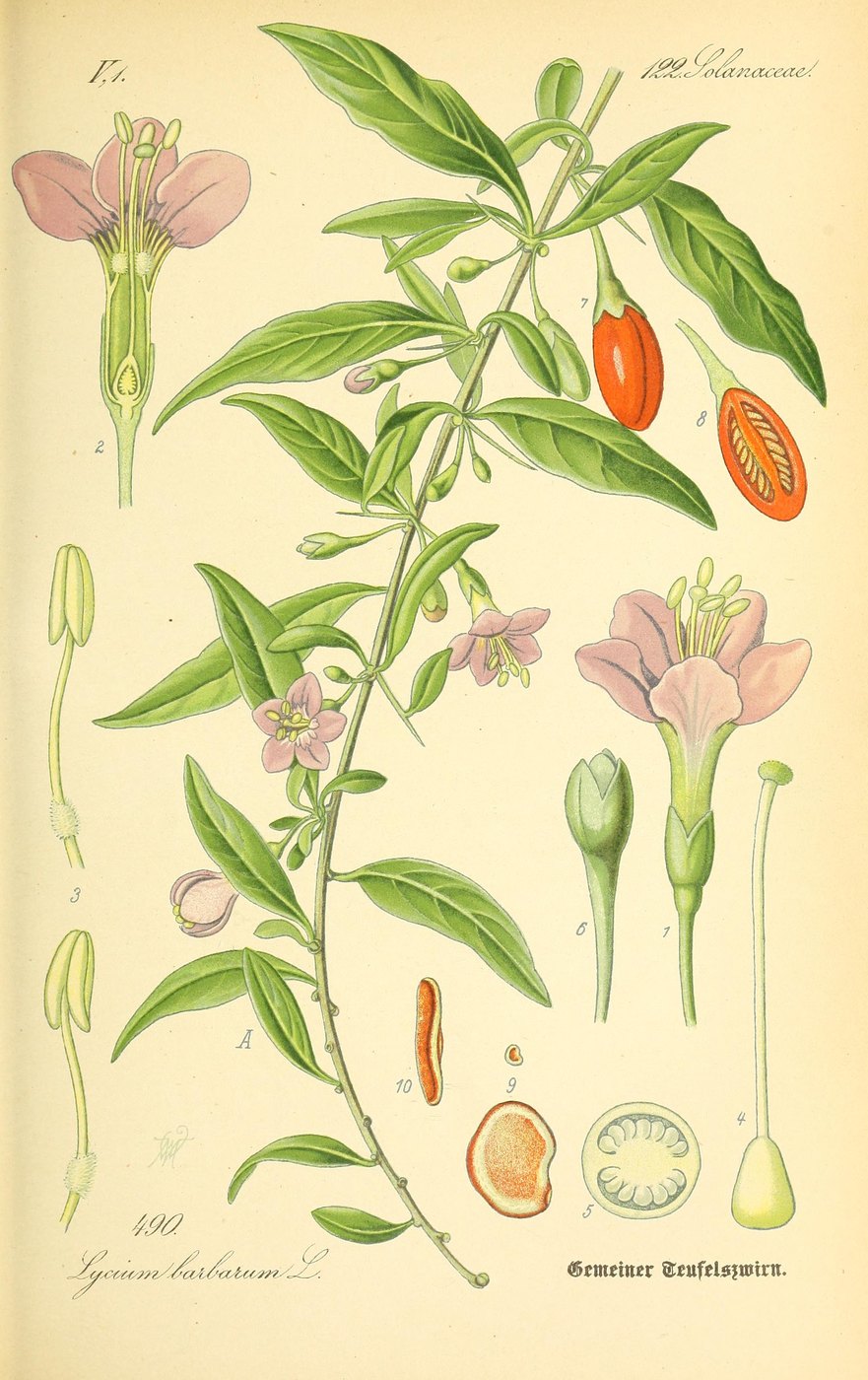 Goji berry
