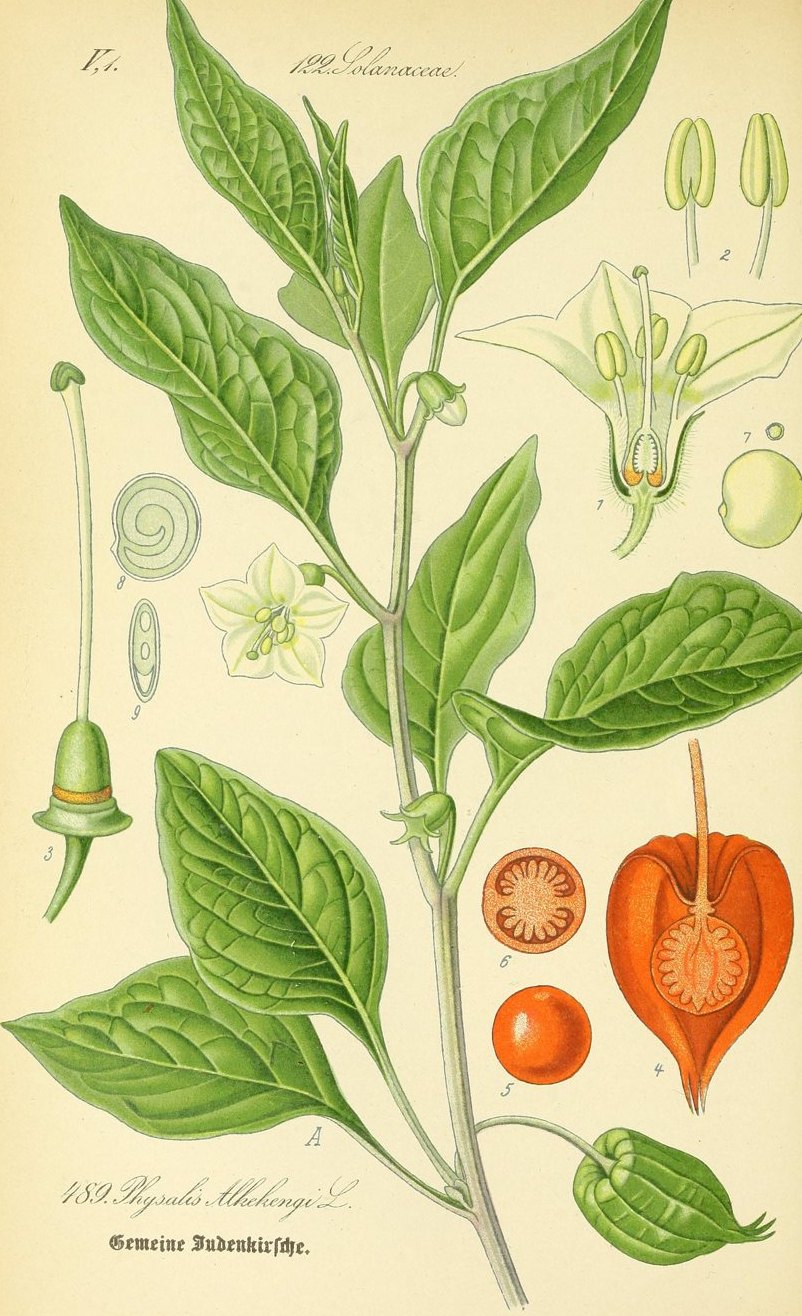 Ground cherry