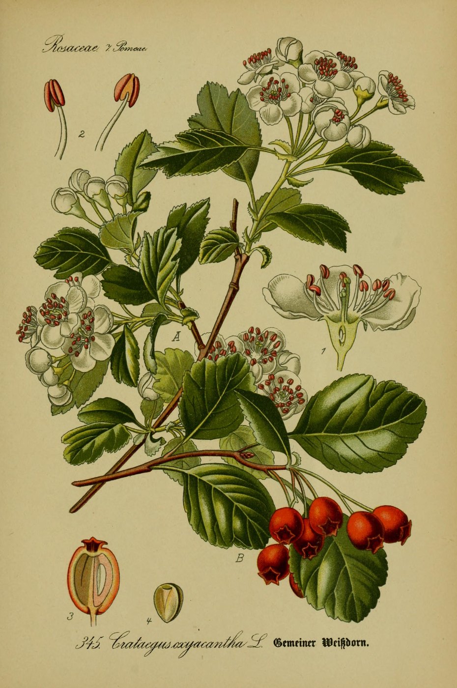 Hawthorn