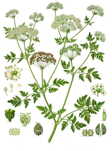 Hemlock