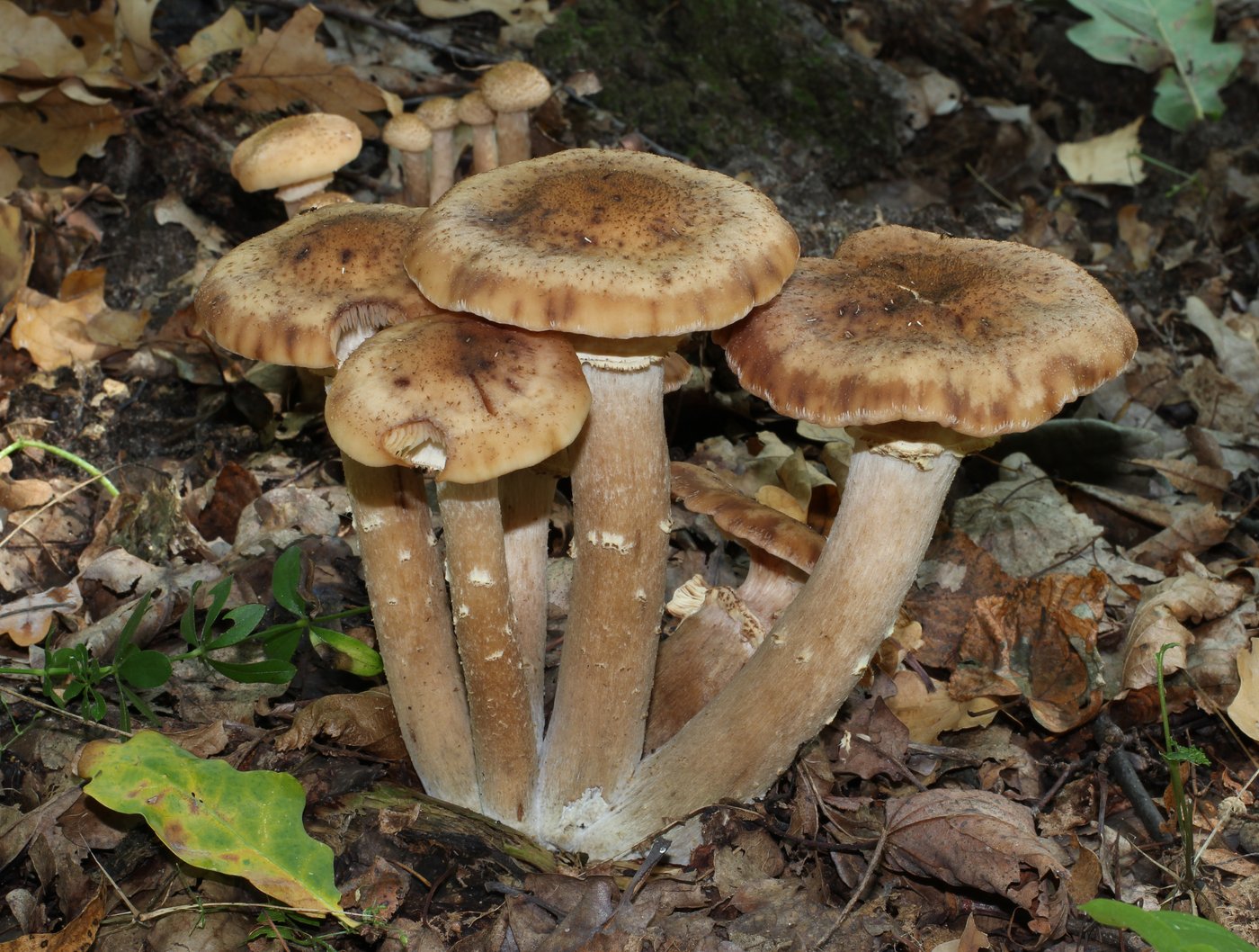 Honey fungus