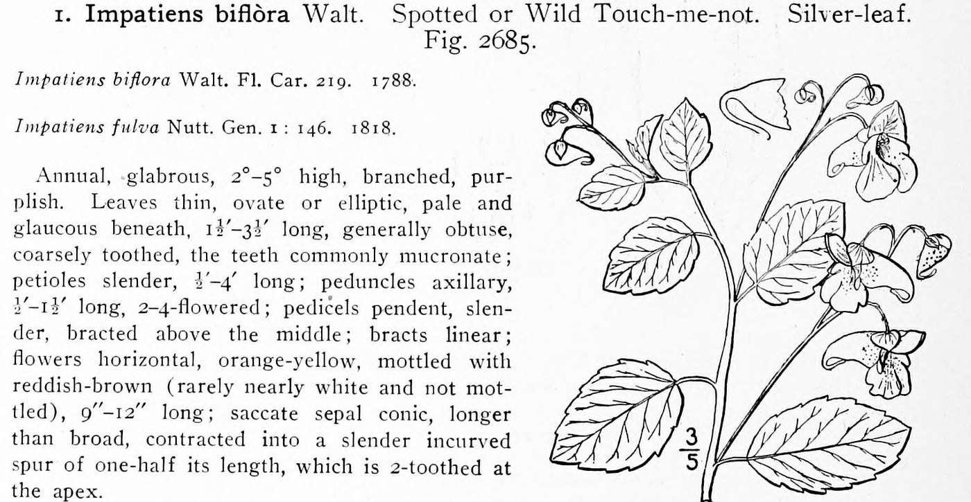 Jewelweed