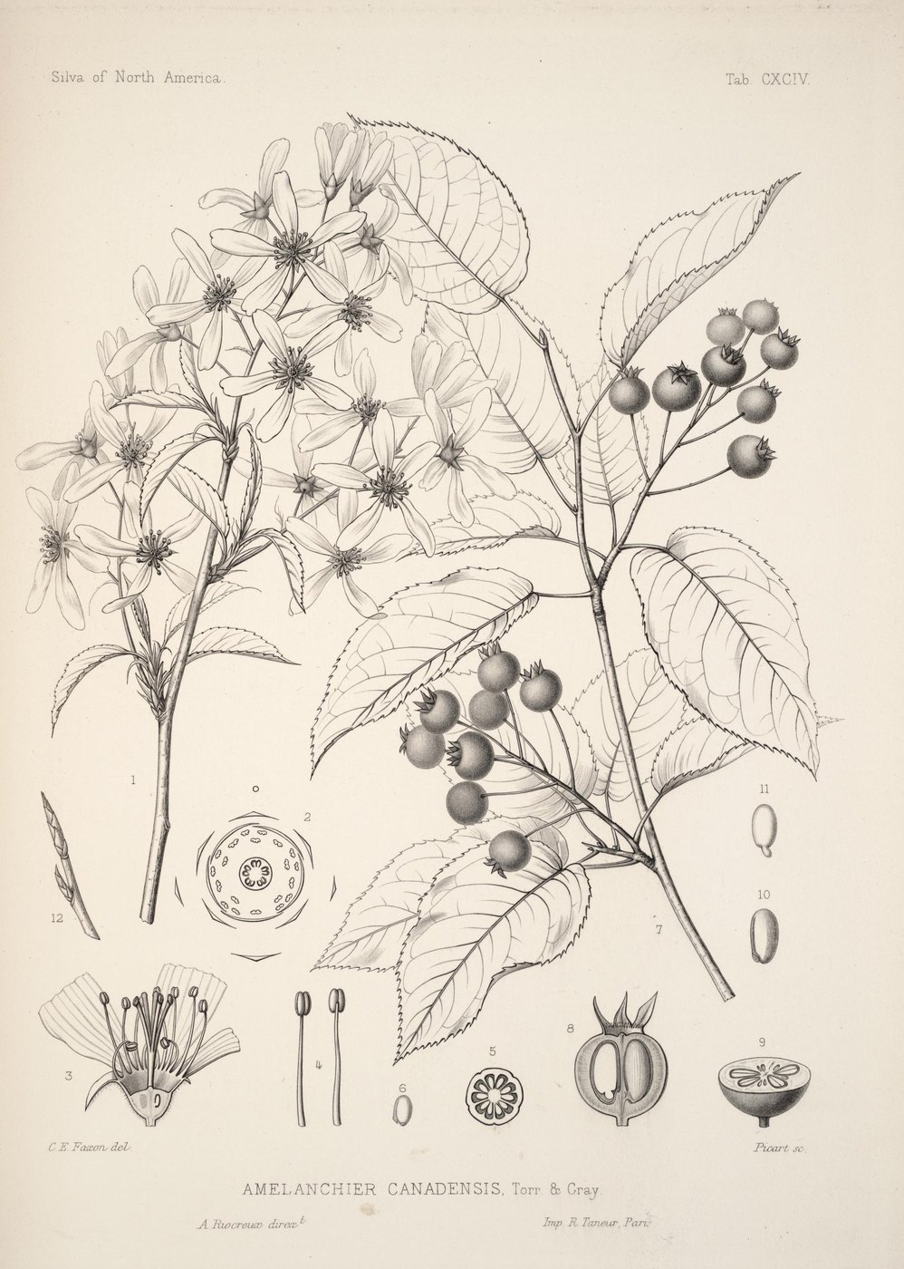 Juneberry