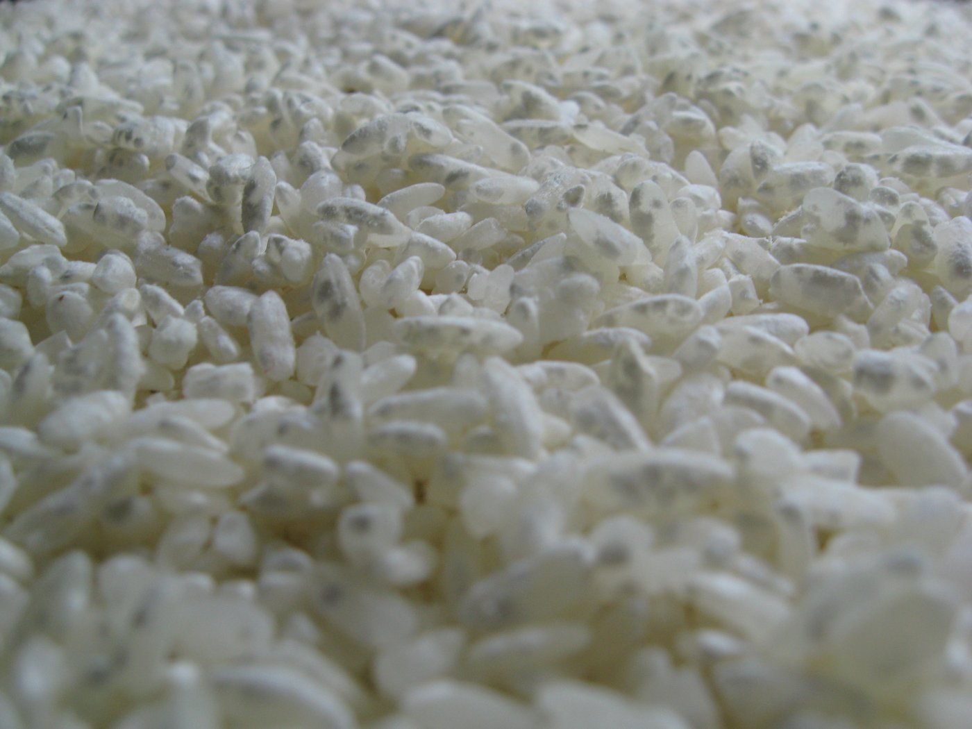 Koji mould