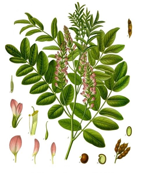 Licorice (Glycyrrhiza glabra), plate: Glycyrrhiza glabra (licorice)